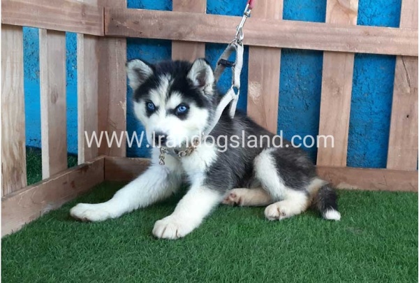 --husky-249_10
