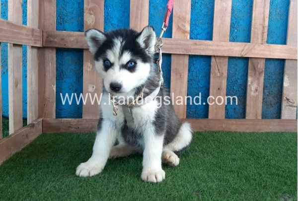 --husky-249_11
