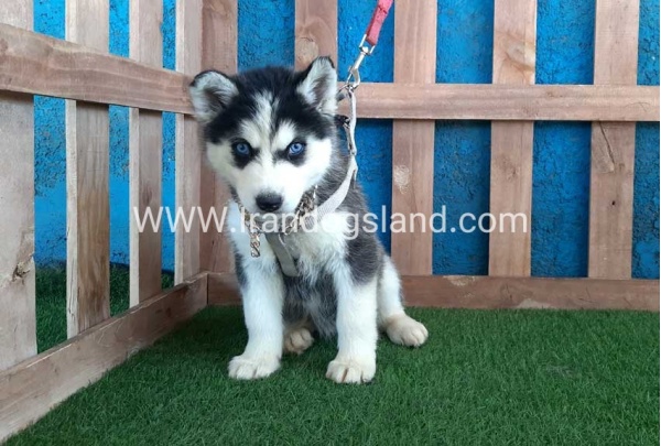 --husky-249_2
