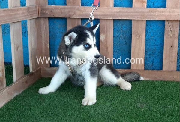 --husky-249_3