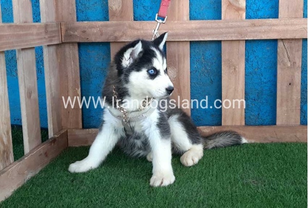 --husky-249_4