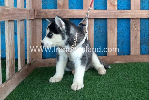 --husky-249_8