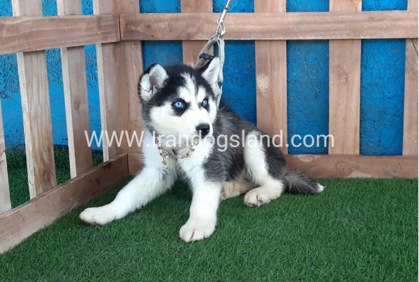--husky-249_9