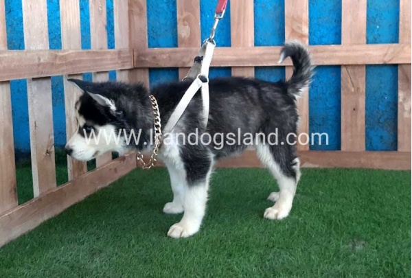 --husky-250_1