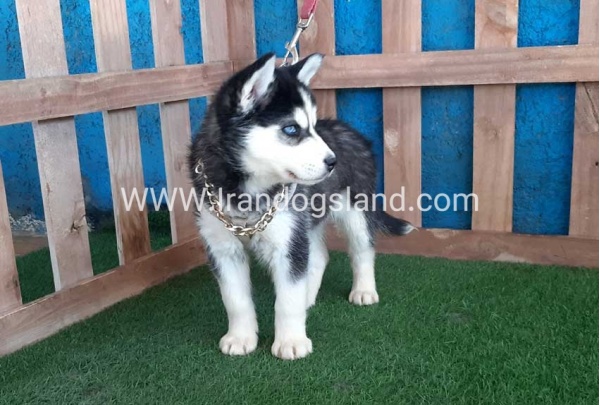 --husky-250_10