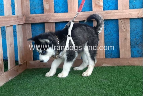 --husky-250_11