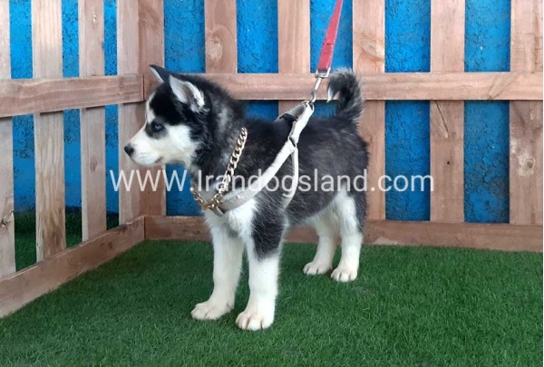 --husky-250_12