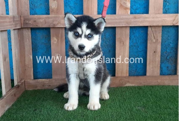 --husky-250_4