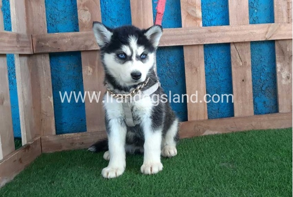 --husky-250_5