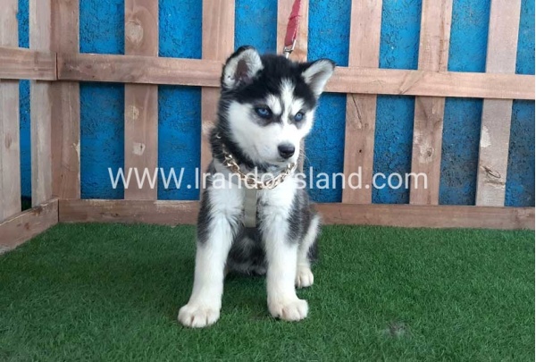 --husky-250_8