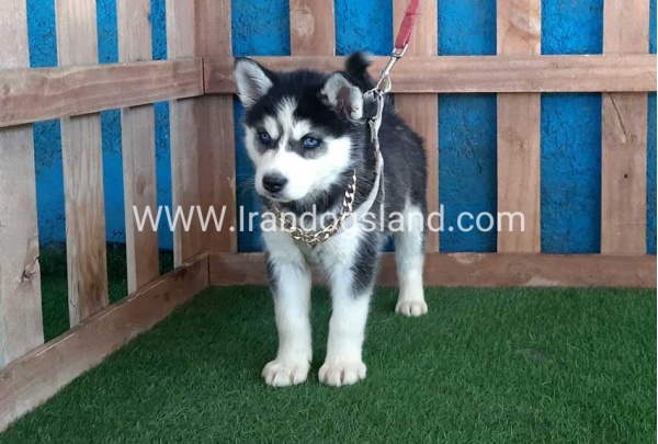 --husky-250_9
