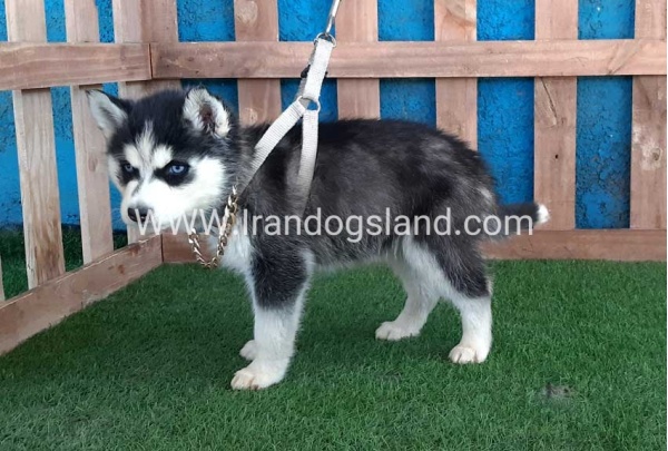 --husky-251_1
