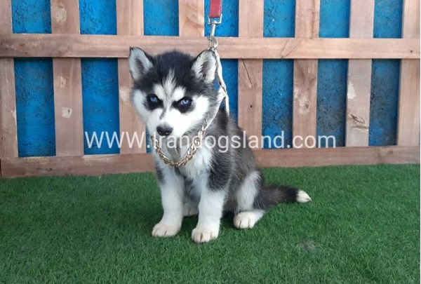 --husky-251_2