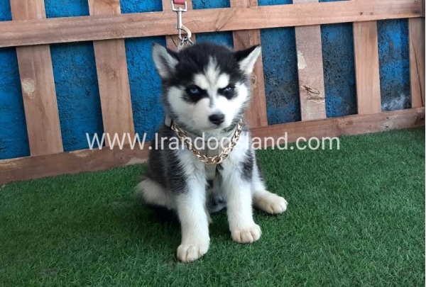 --husky-251_3