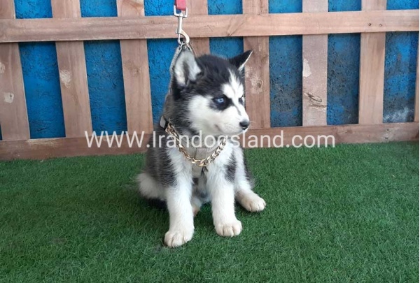 --husky-251_4