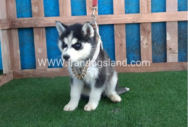 --husky-251_5