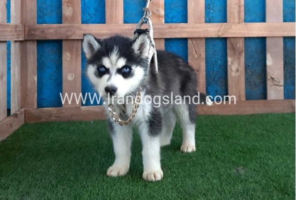 --husky-251_6