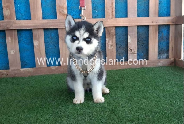 --husky-251_7