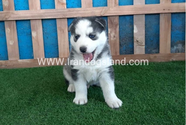 --husky-252_1