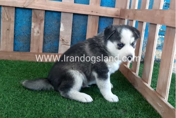 --husky-252_2