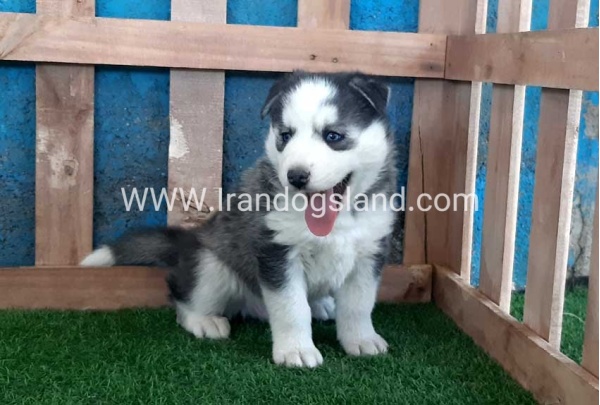 --husky-252_3