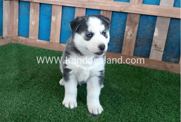 --husky-252_6