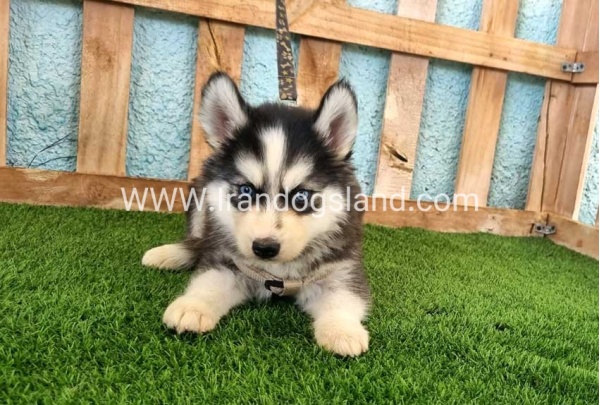 --husky-321_1