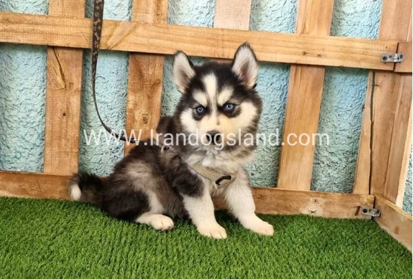 --husky-321_10