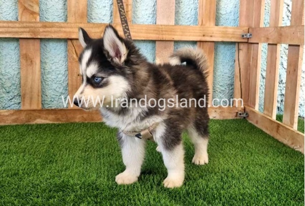 --husky-321_6