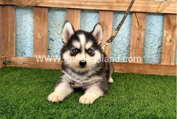 --husky-321_9