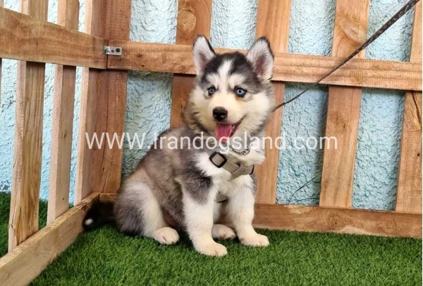 --husky-323_1