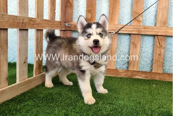 --husky-323_2