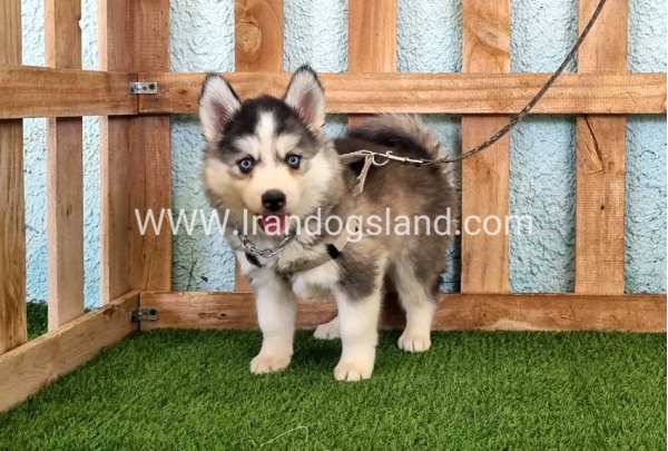 --husky-323_3