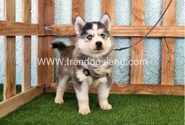 --husky-323_4