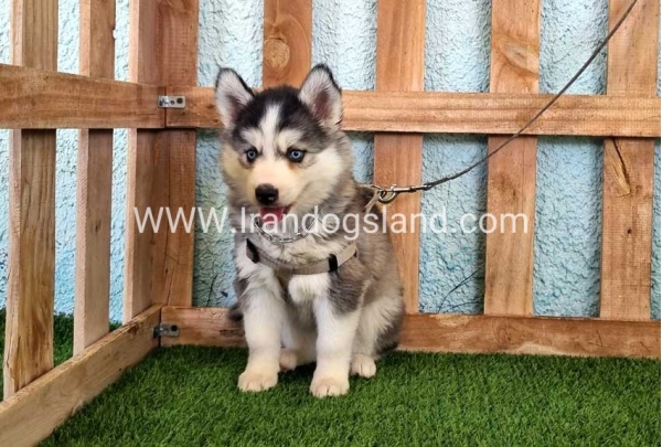--husky-323_5