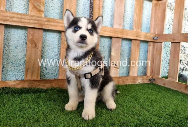 --husky-342_1