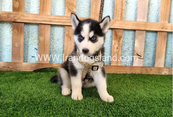 --husky-342_2