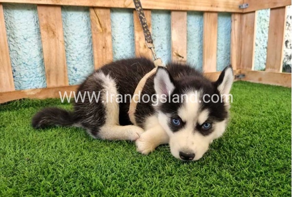 --husky-342_3