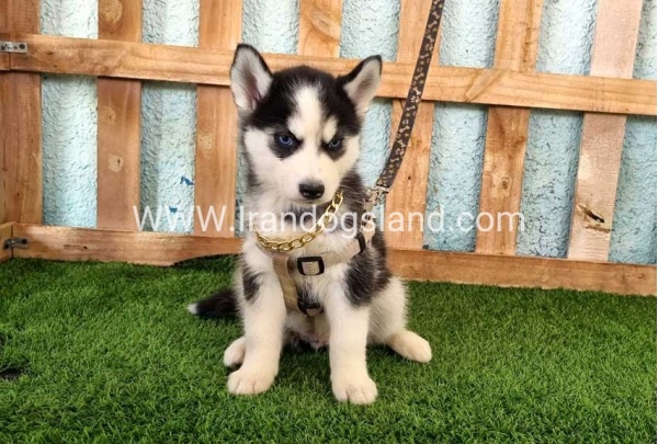 --husky-342_5