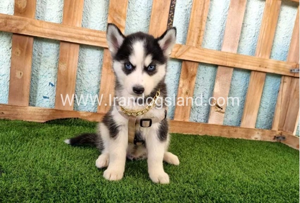 --husky-342_6