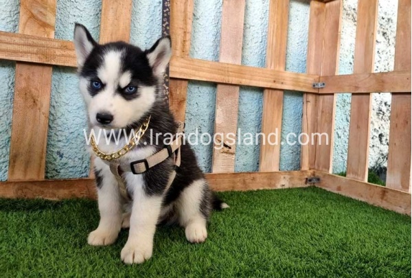 --husky-342_7