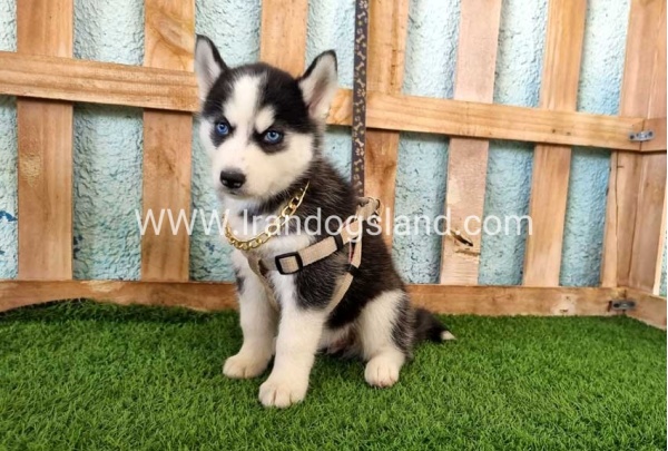 --husky-342_8