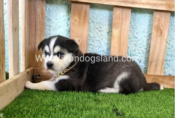 --husky-345_1