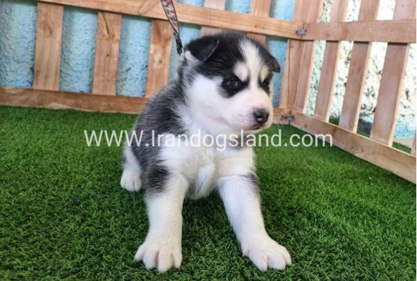--husky-351_5
