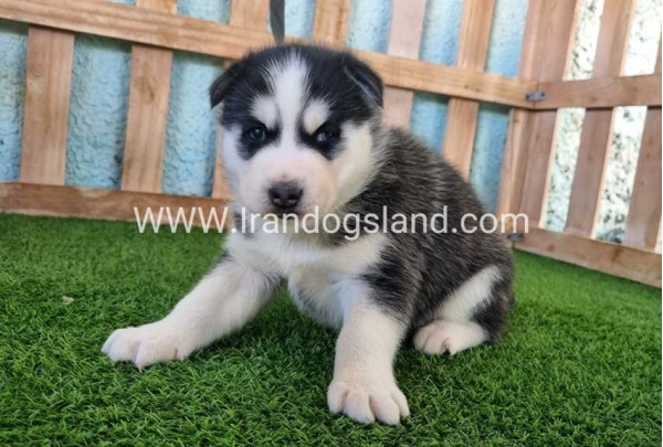 --husky-351_6