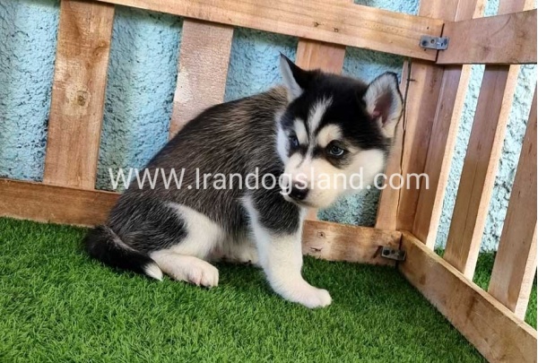 --husky-354_1