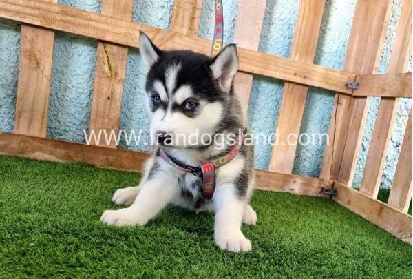 --husky-354_2