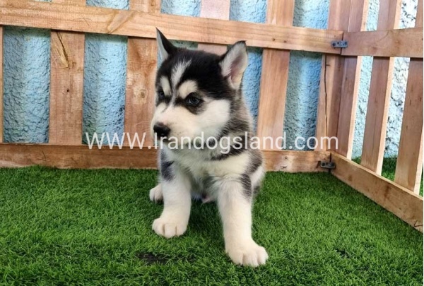 --husky-354_3