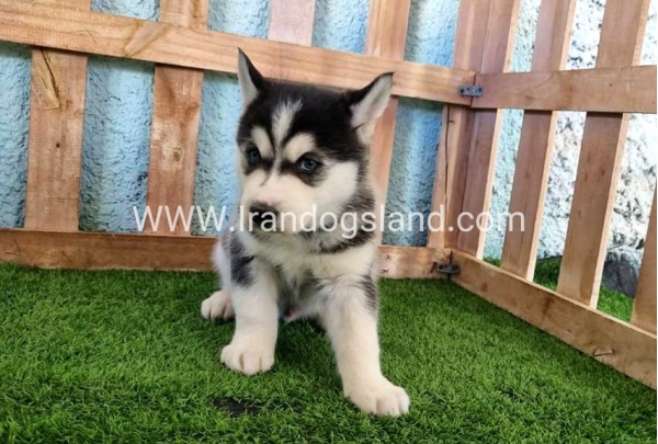 --husky-354_4
