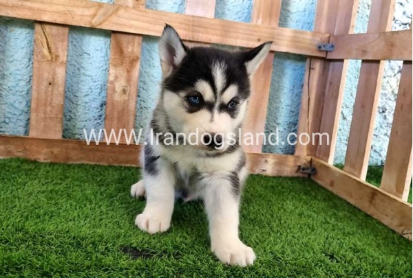 --husky-354_5